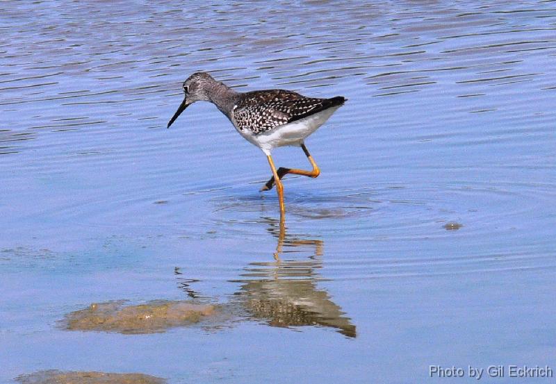 Lesser Yellowlegs 